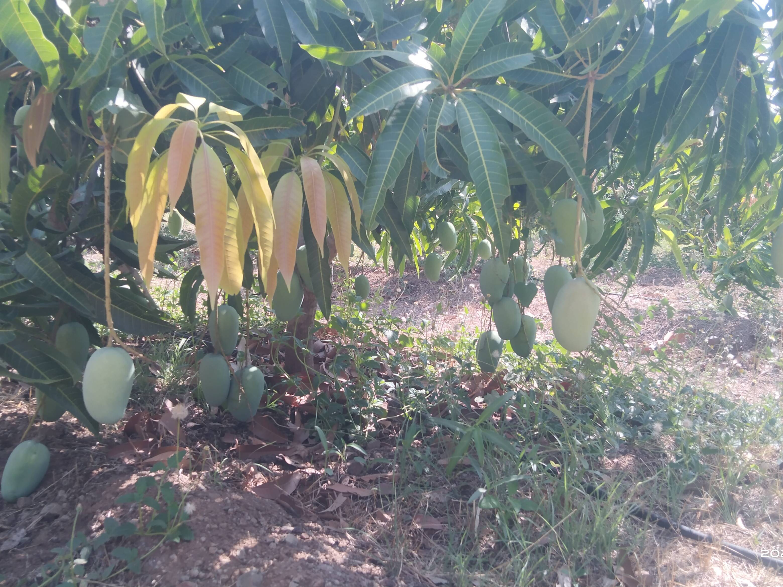 Kesar for sale in solapur, Maharashtra