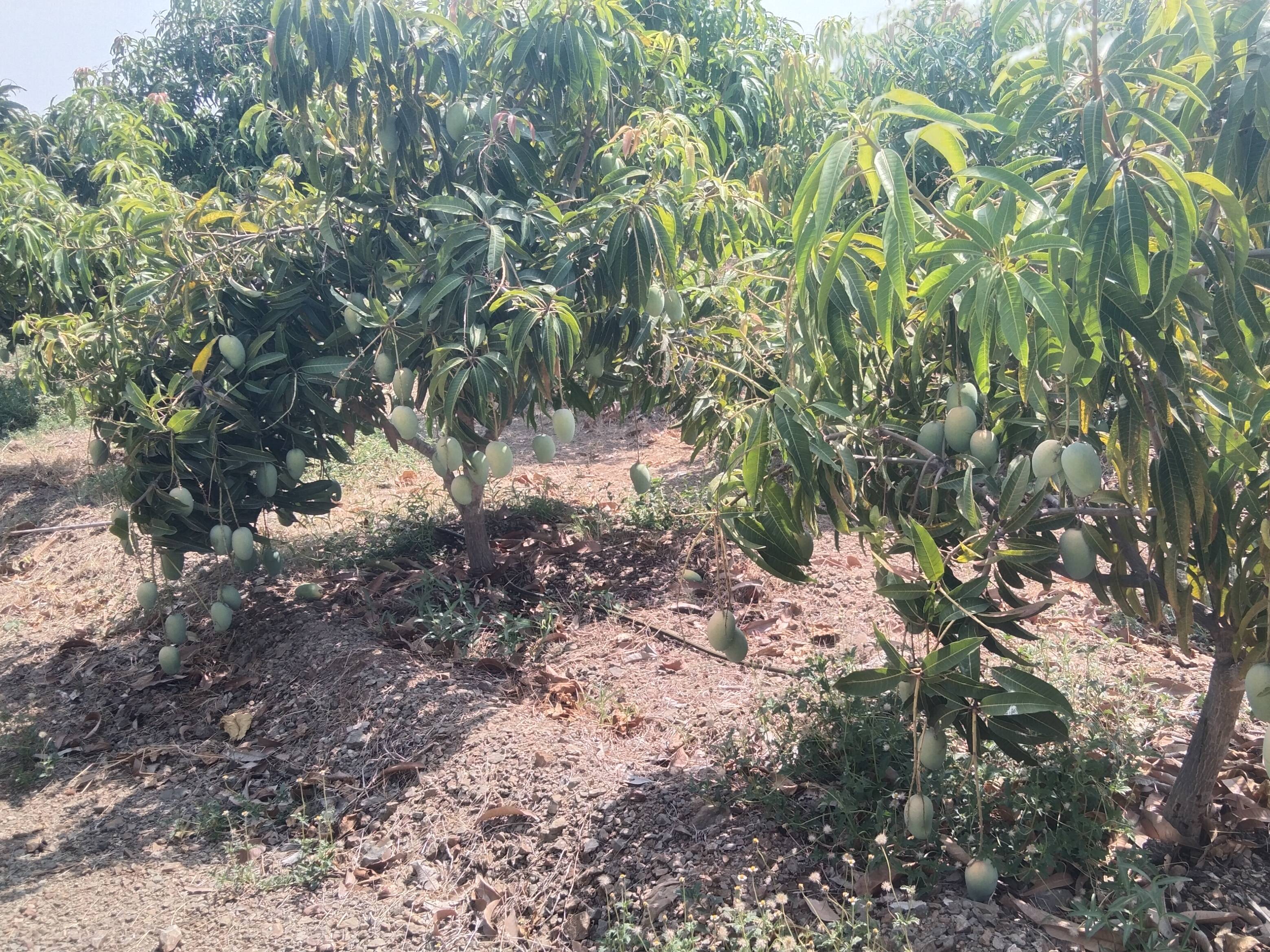 Kesar for sale in solapur, Maharashtra
