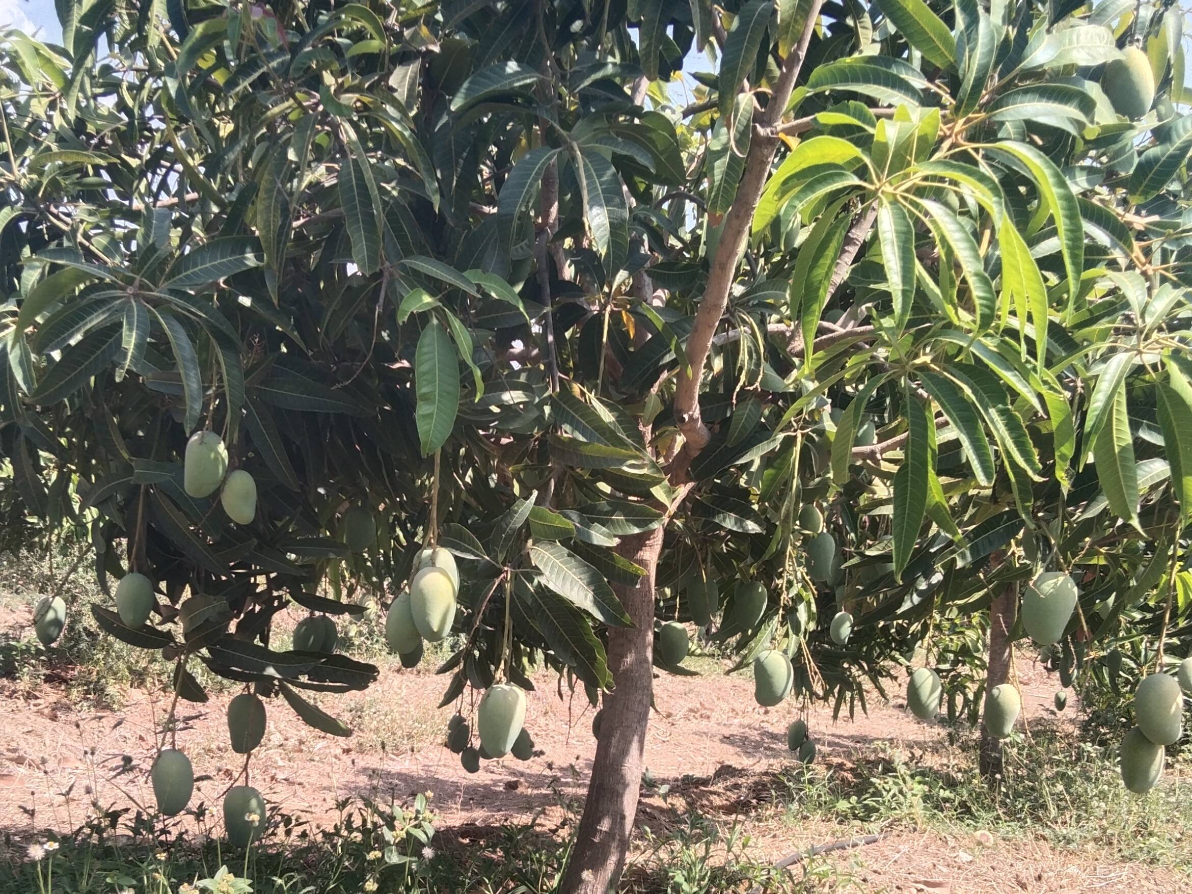 Kesar for sale in solapur, Maharashtra