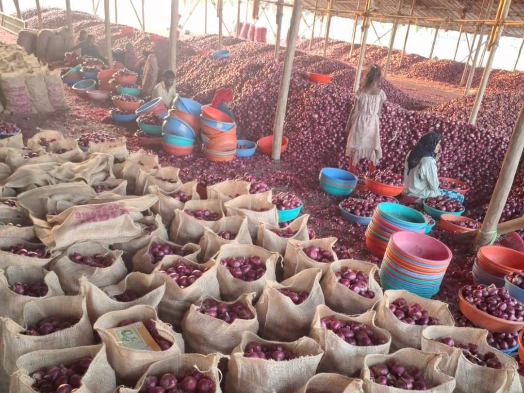 Red Onion for sale in Nashik, Maharashtra