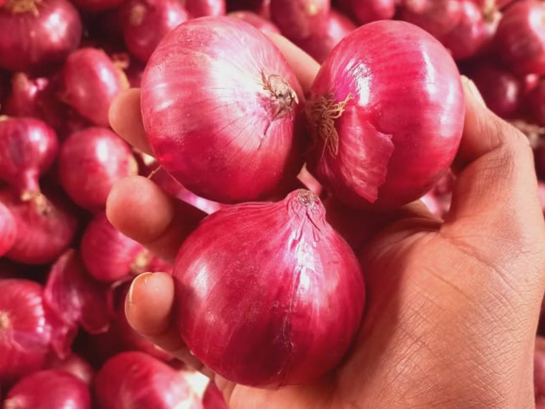 Red Onion for sale in Nashik, Maharashtra