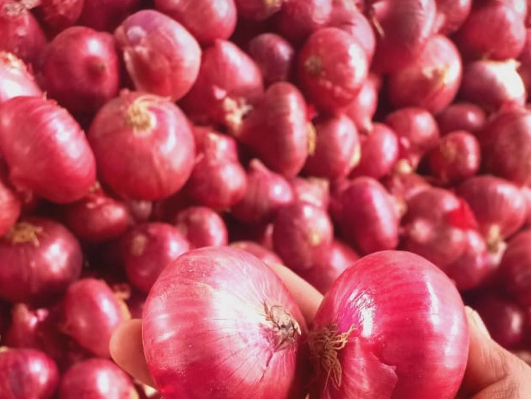 Red Onion for sale in Nashik, Maharashtra
