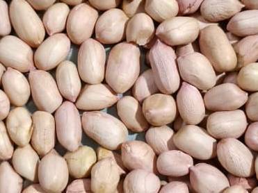Groundnut (Peanut) Runner