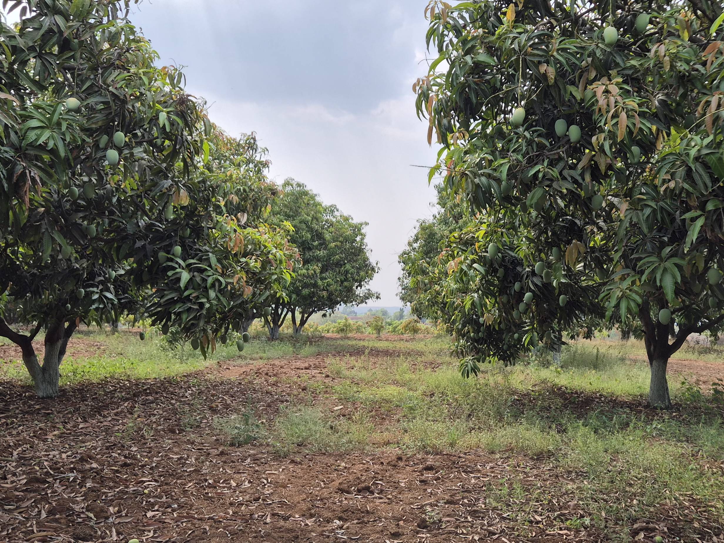 Kesar विक्रीसाठी, पुणे, महाराष्ट्र