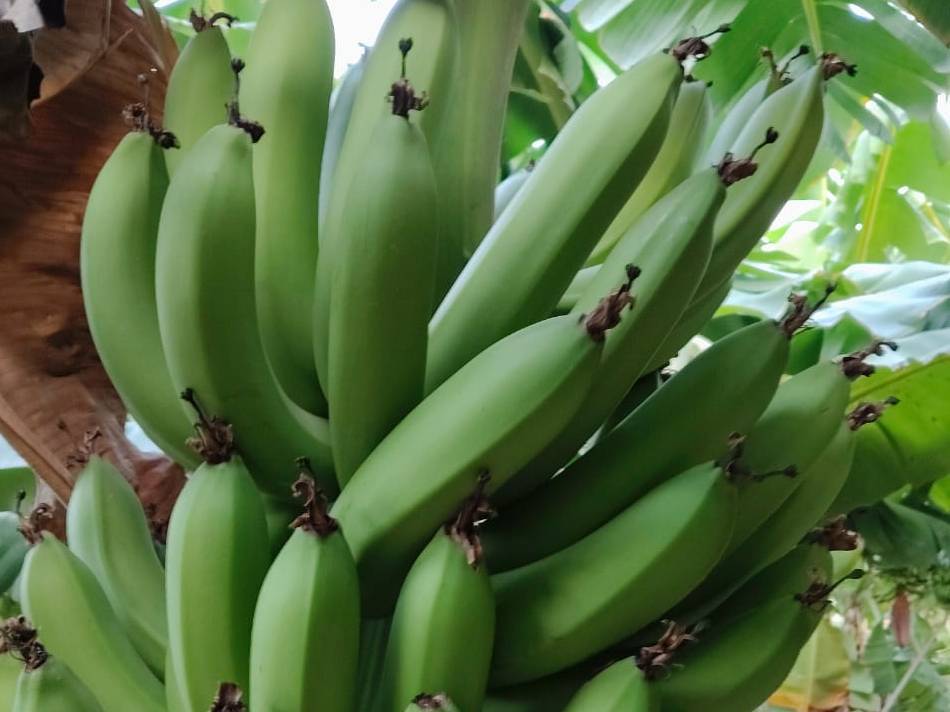 Green Banana बिक्री के लिए, सोलापुर, महाराष्ट्र