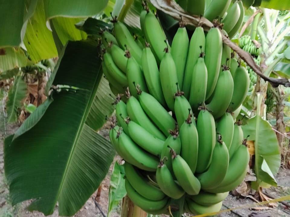 Green Banana बिक्री के लिए, सोलापुर, महाराष्ट्र