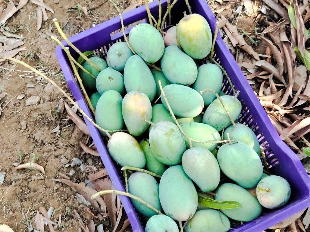 Kesar for sale in Pune, Maharashtra