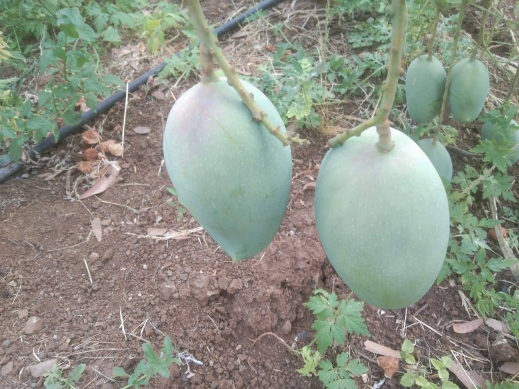 Kesar for sale in Pune, Maharashtra