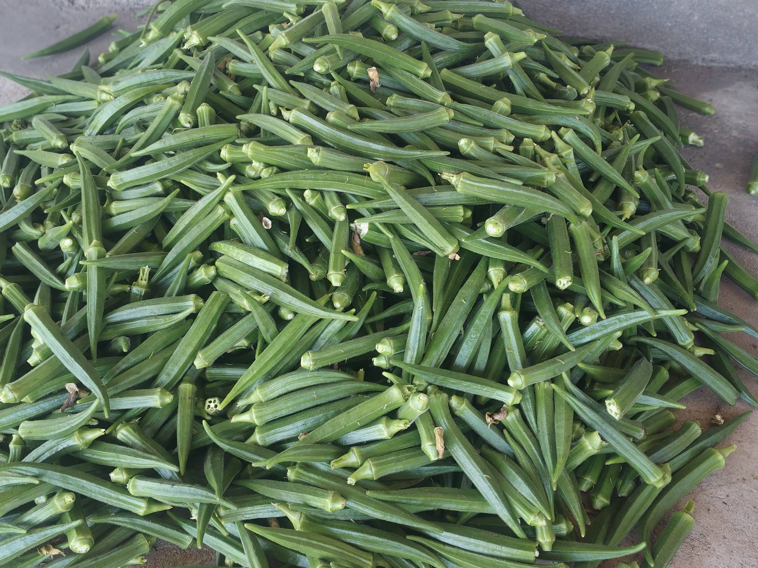 Pusa Makhmali बिक्री के लिए, सोलापुर, महाराष्ट्र