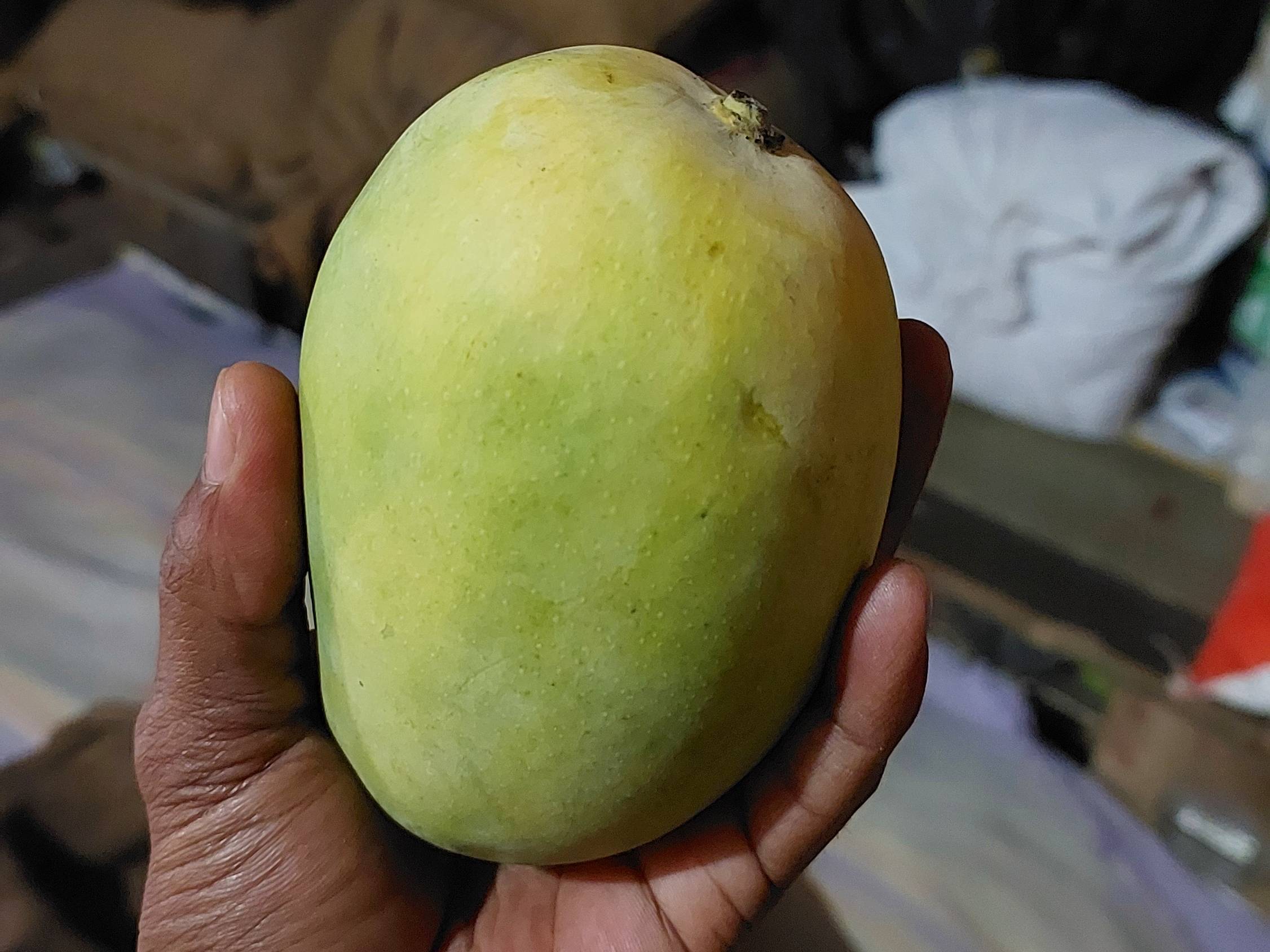 Kesar बिक्री के लिए, सांगली, महाराष्ट्र