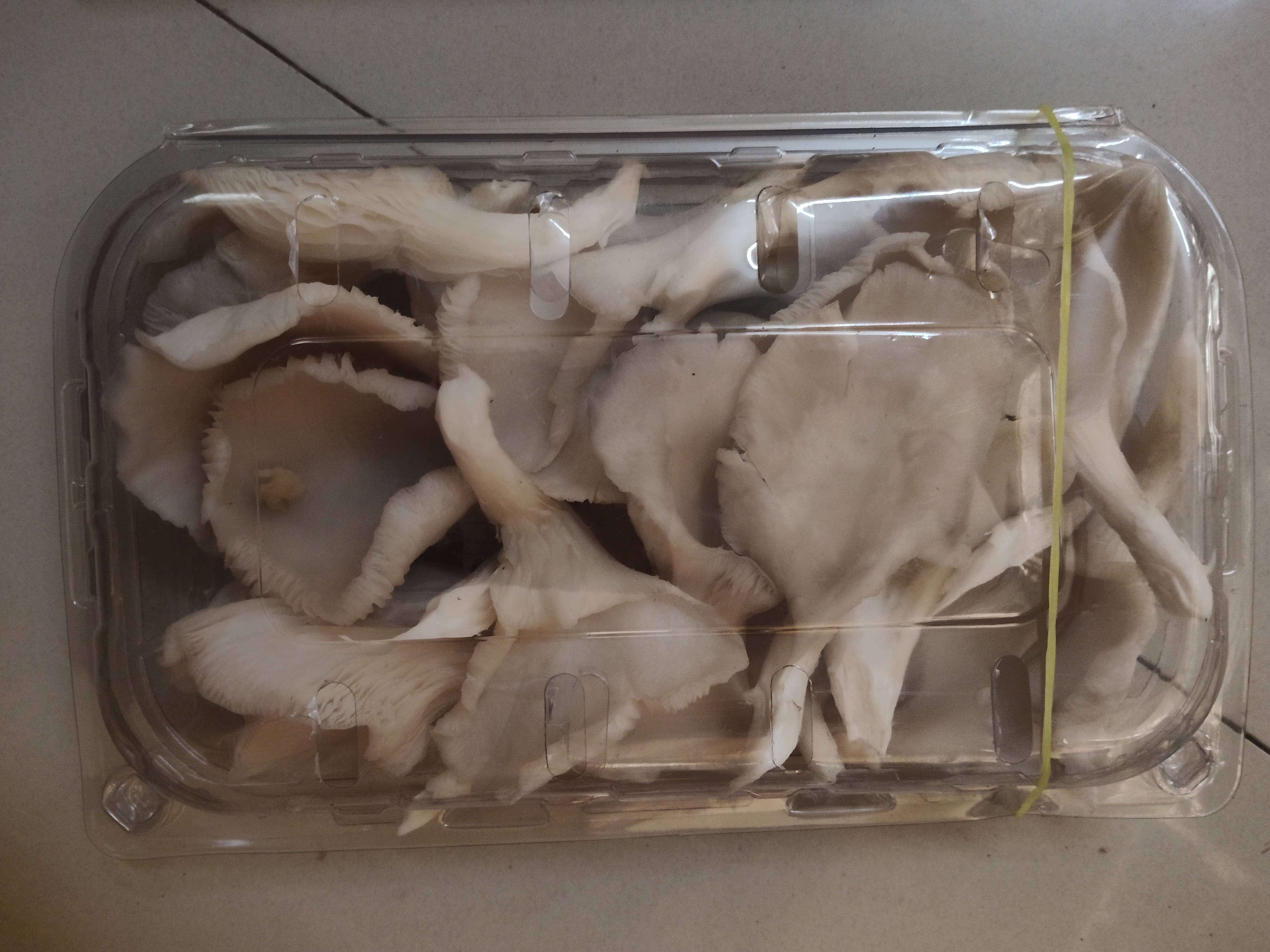 Oyster Mushroom for sale in Valsad, Gujarat