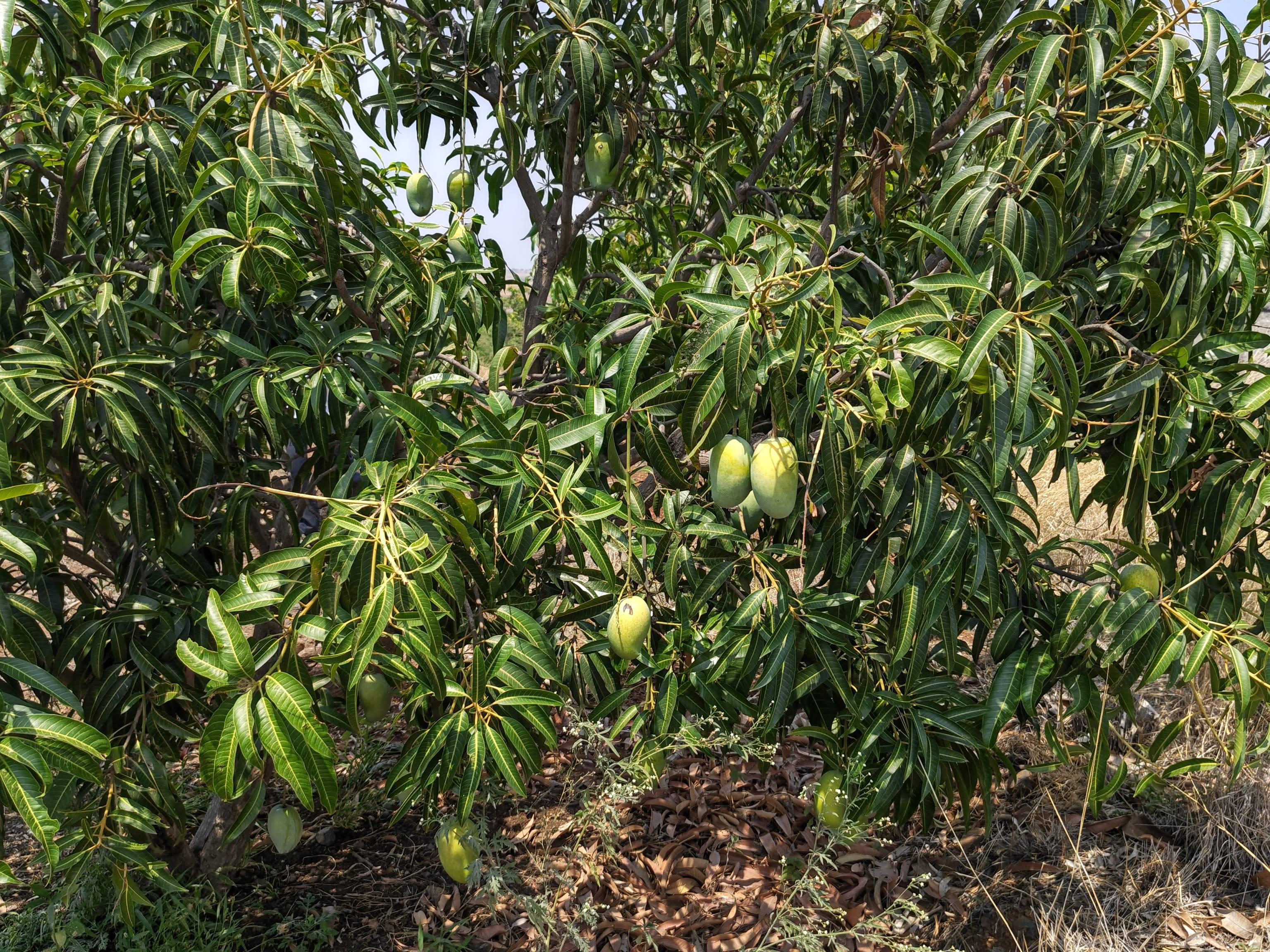 Kesar विक्रीसाठी, सातारा, महाराष्ट्र