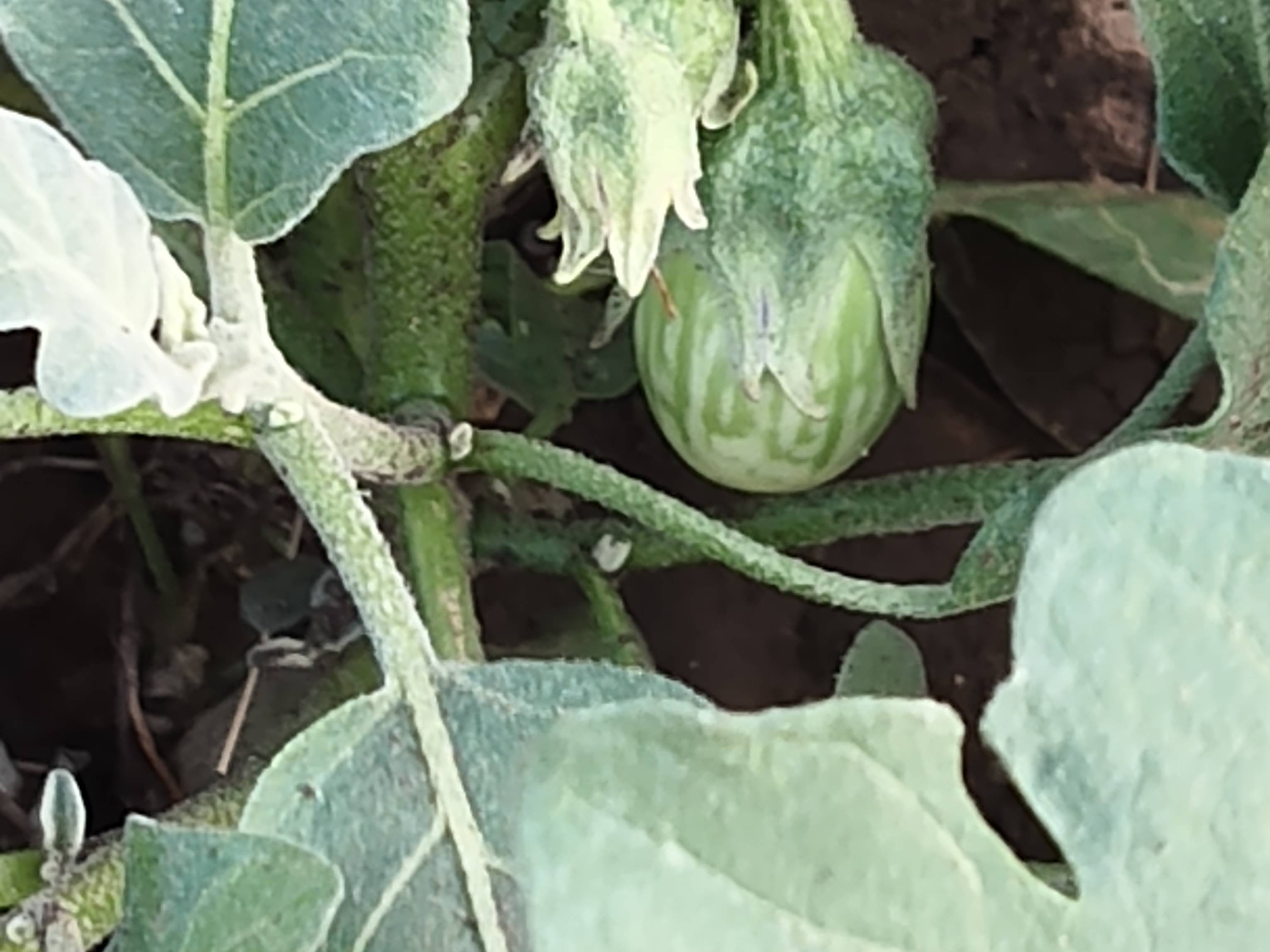 Striped Brinjal for sale in Yavatmal, Maharashtra
