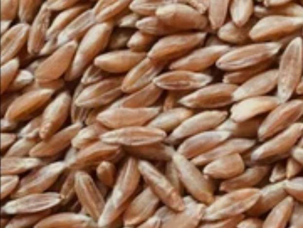 Durum विक्रीसाठी, नाशिक, महाराष्ट्र