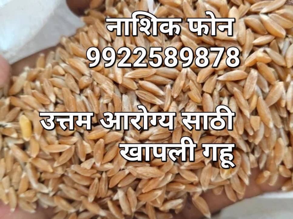Durum विक्रीसाठी, नाशिक, महाराष्ट्र