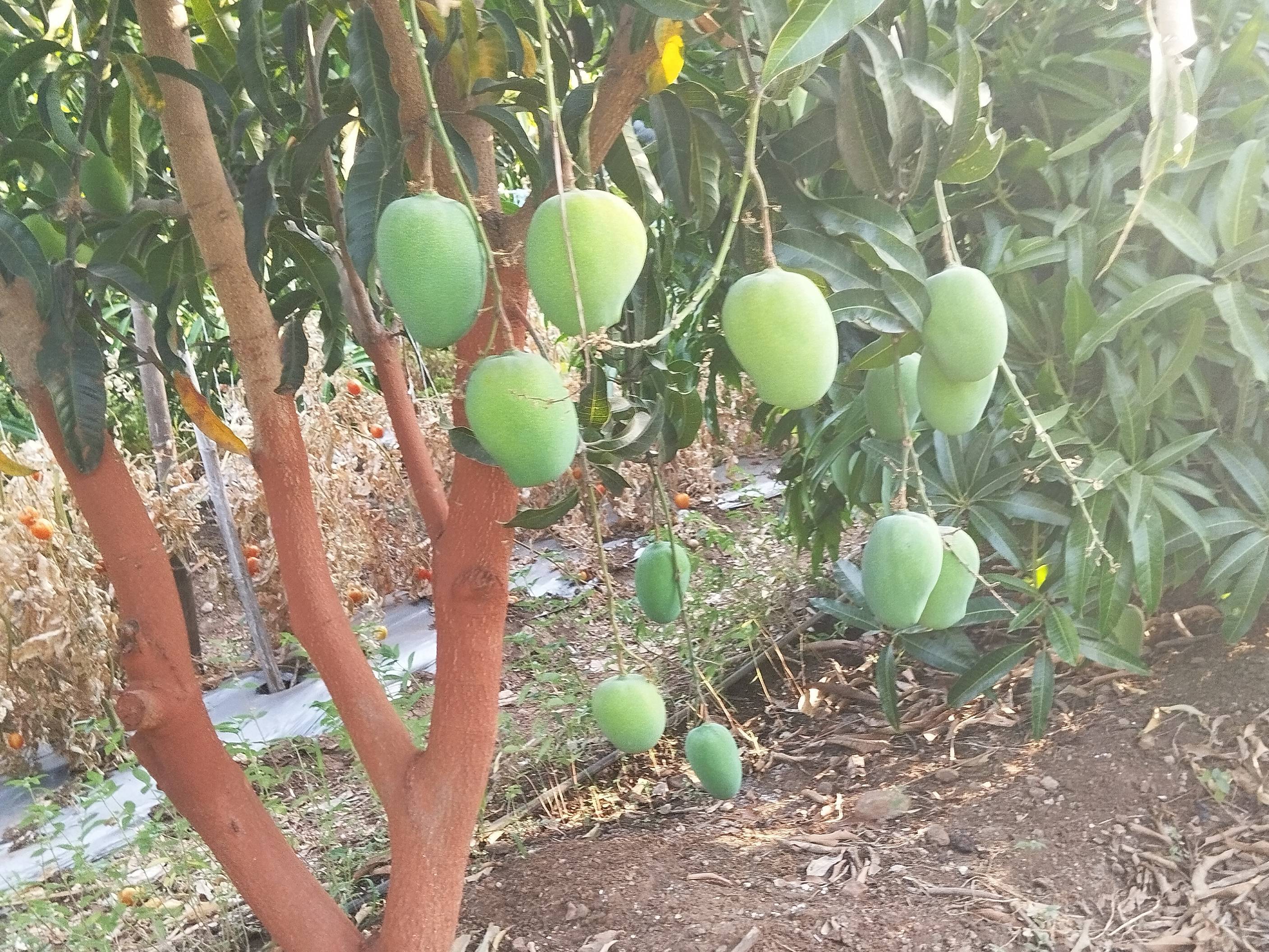 Kesar for sale in Jalgaon, Maharashtra