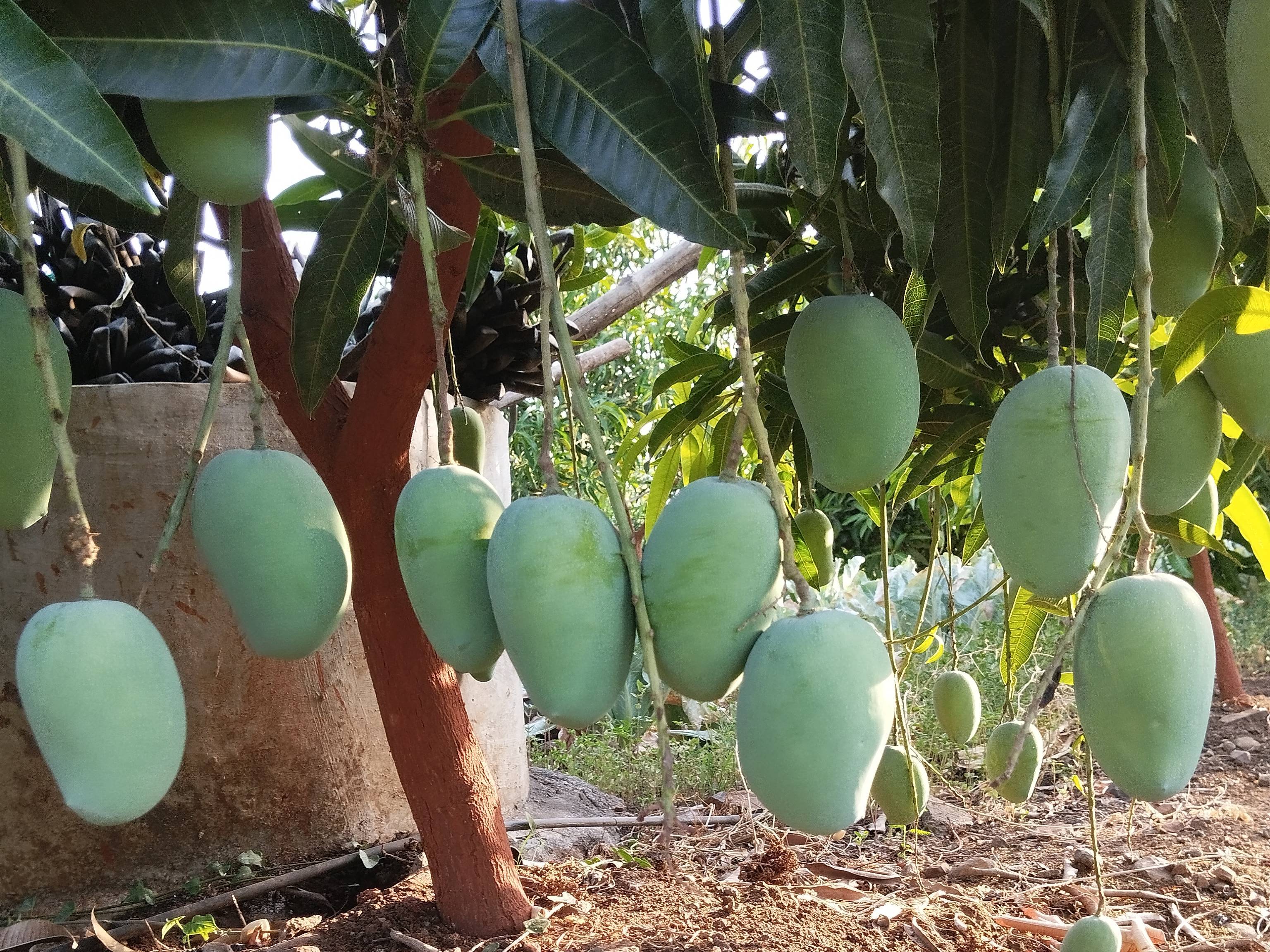 Kesar for sale in Jalgaon, Maharashtra