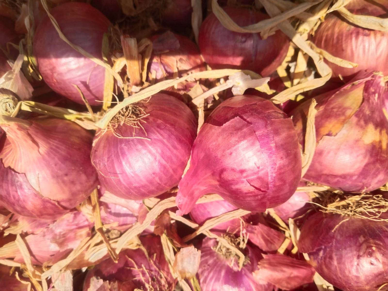 Red Onion for sale in Nashik, Maharashtra
