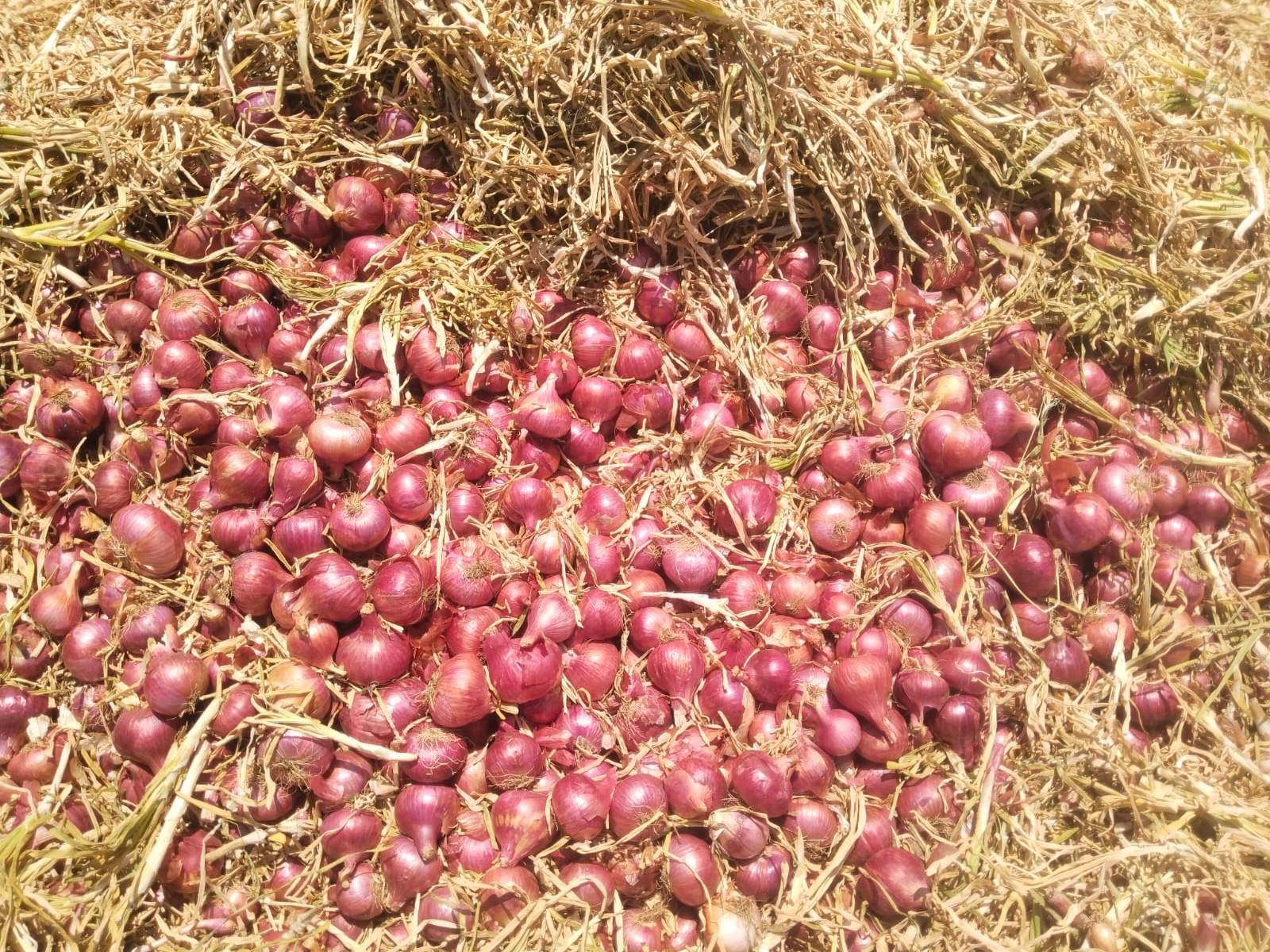 Red Onion for sale in Nashik, Maharashtra