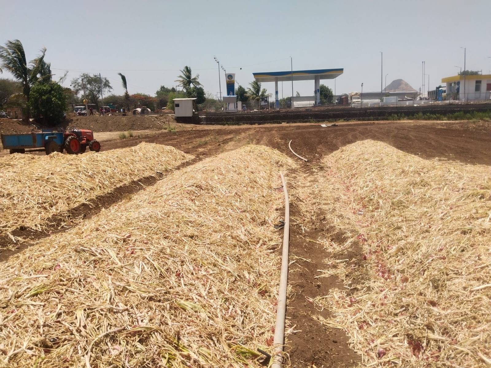 Red Onion for sale in Nashik, Maharashtra
