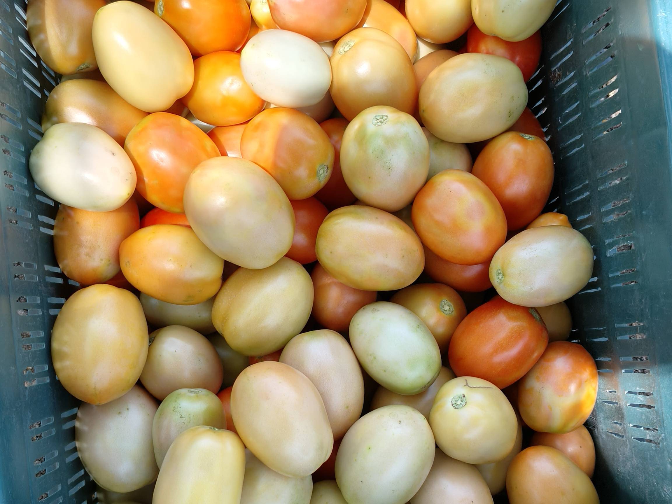 Plum Tomato विक्रीसाठी, अहिल्यानगर, महाराष्ट्र