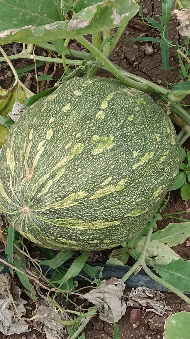 Pumpkin White Pumpkin
