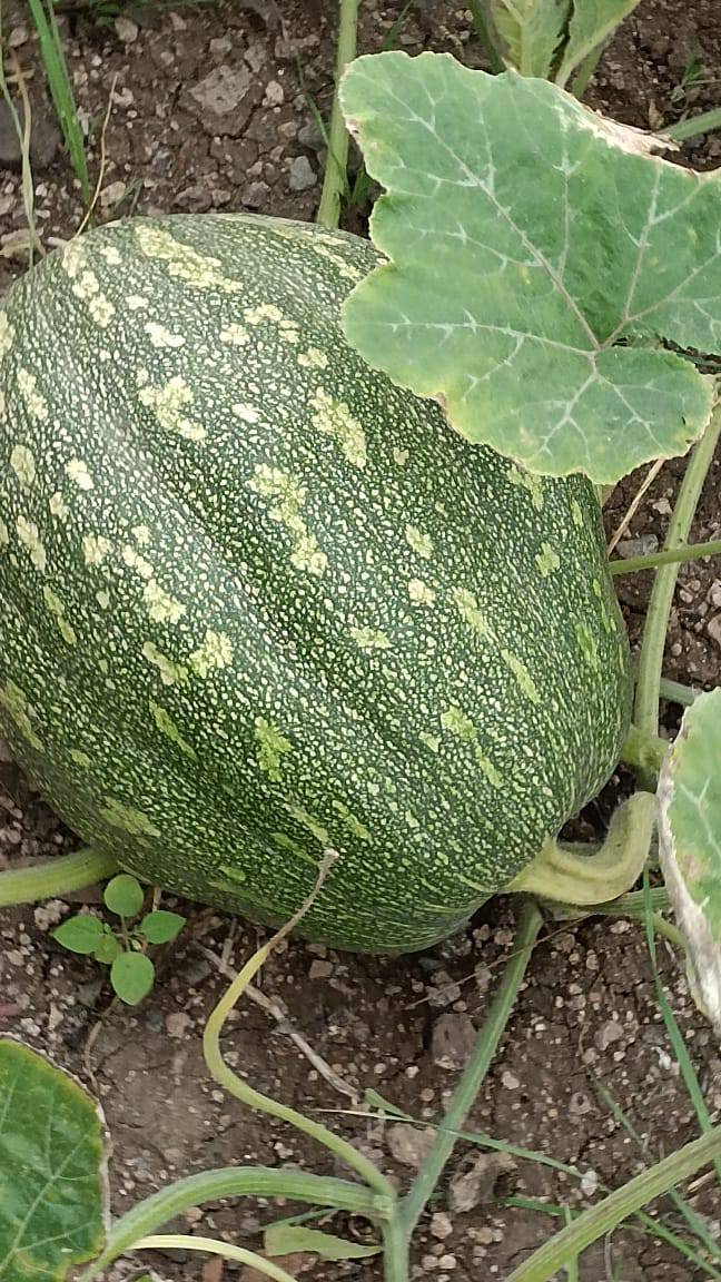 White Pumpkin for sale in Sangli, Maharashtra