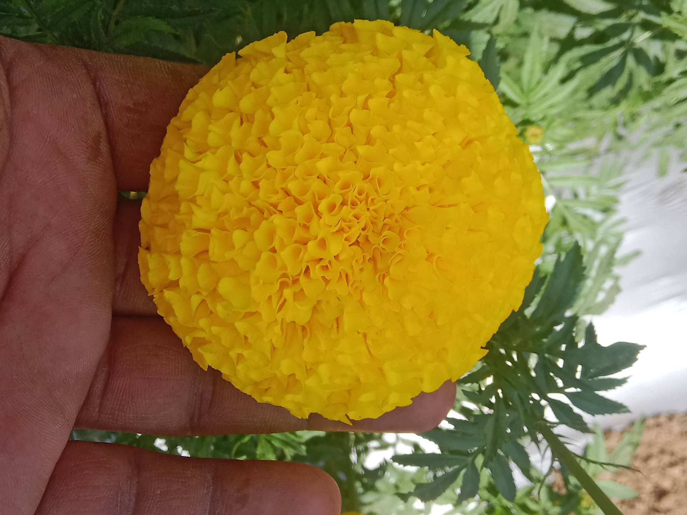 Marigold Yellow Marigold