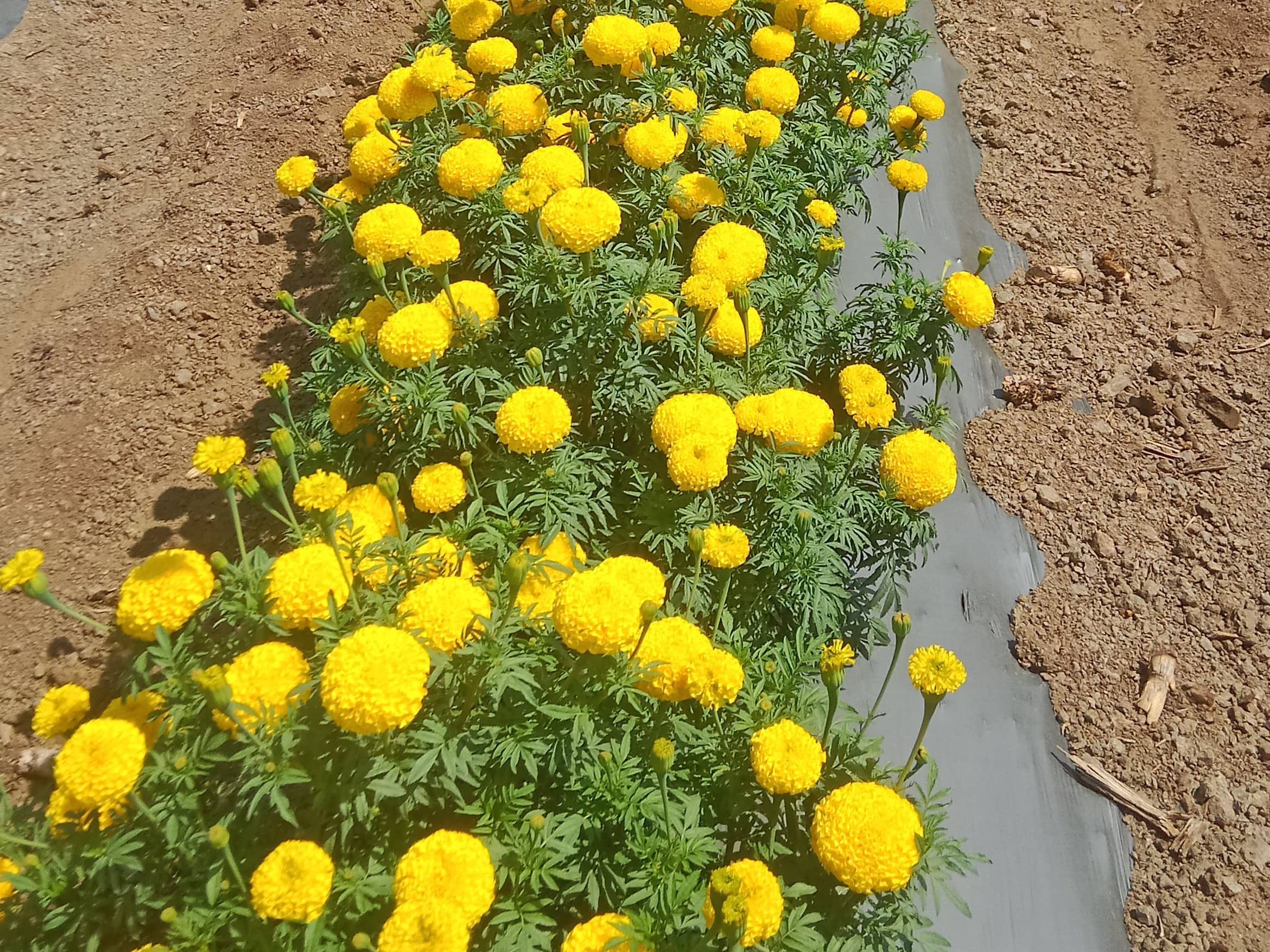 Yellow Marigold for sale in Pune, Maharashtra