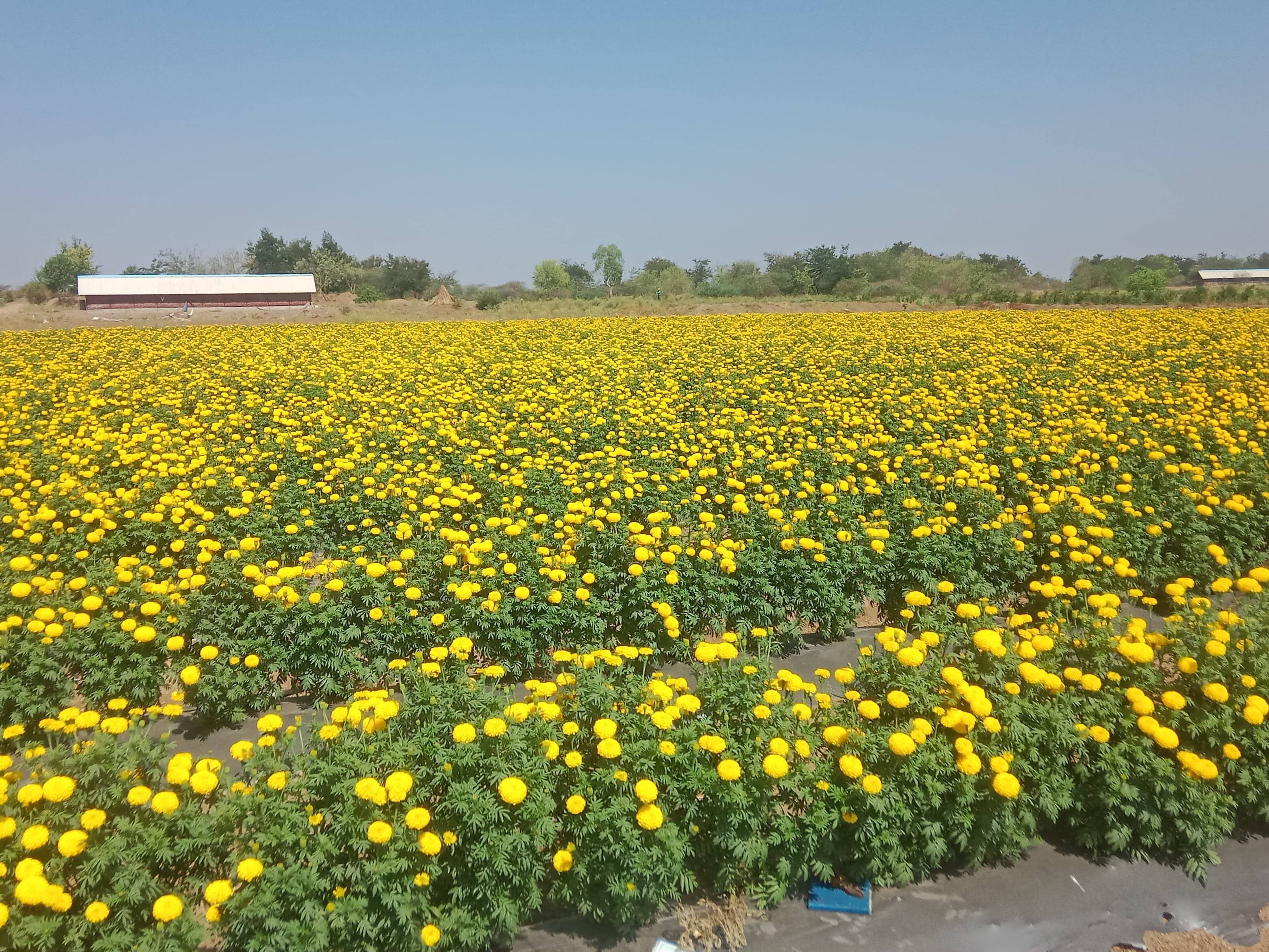 Yellow Marigold for sale in Pune, Maharashtra