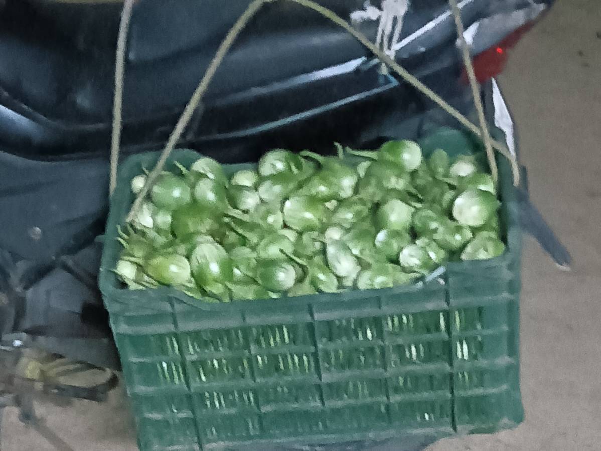 Striped Brinjal बिक्री के लिए, नागपुर, महाराष्ट्र