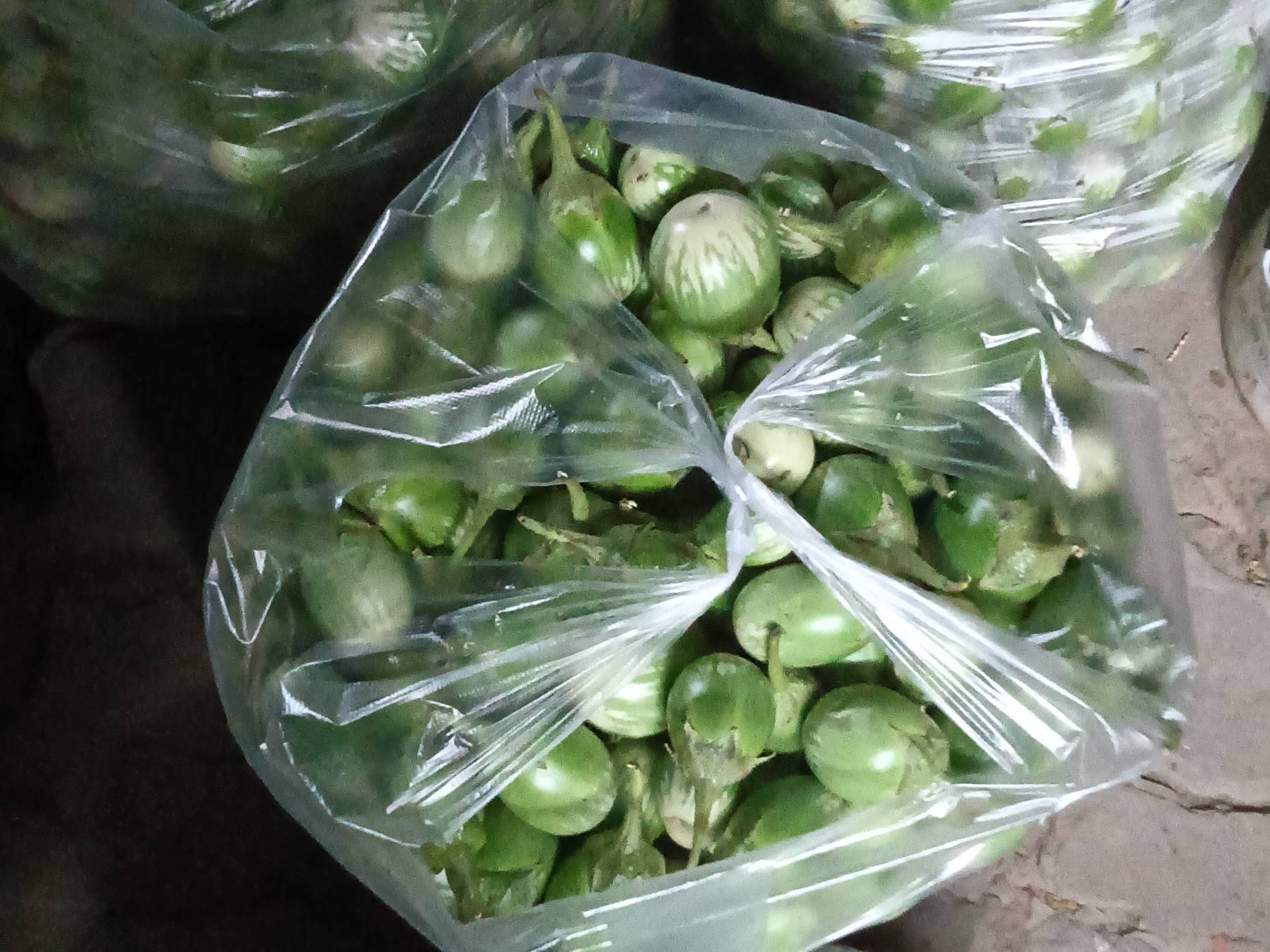 Striped Brinjal बिक्री के लिए, नागपुर, महाराष्ट्र