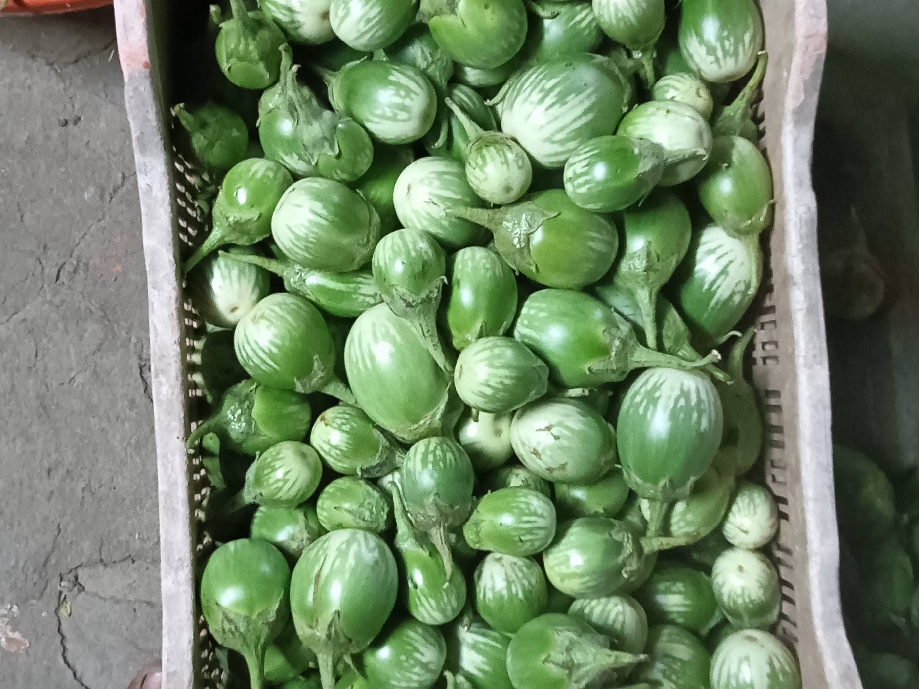 Striped Brinjal बिक्री के लिए, नागपुर, महाराष्ट्र