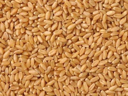 Durum बिक्री के लिए, नासिक, महाराष्ट्र