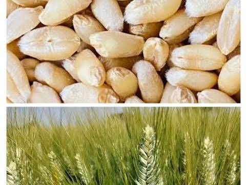 Durum बिक्री के लिए, नासिक, महाराष्ट्र