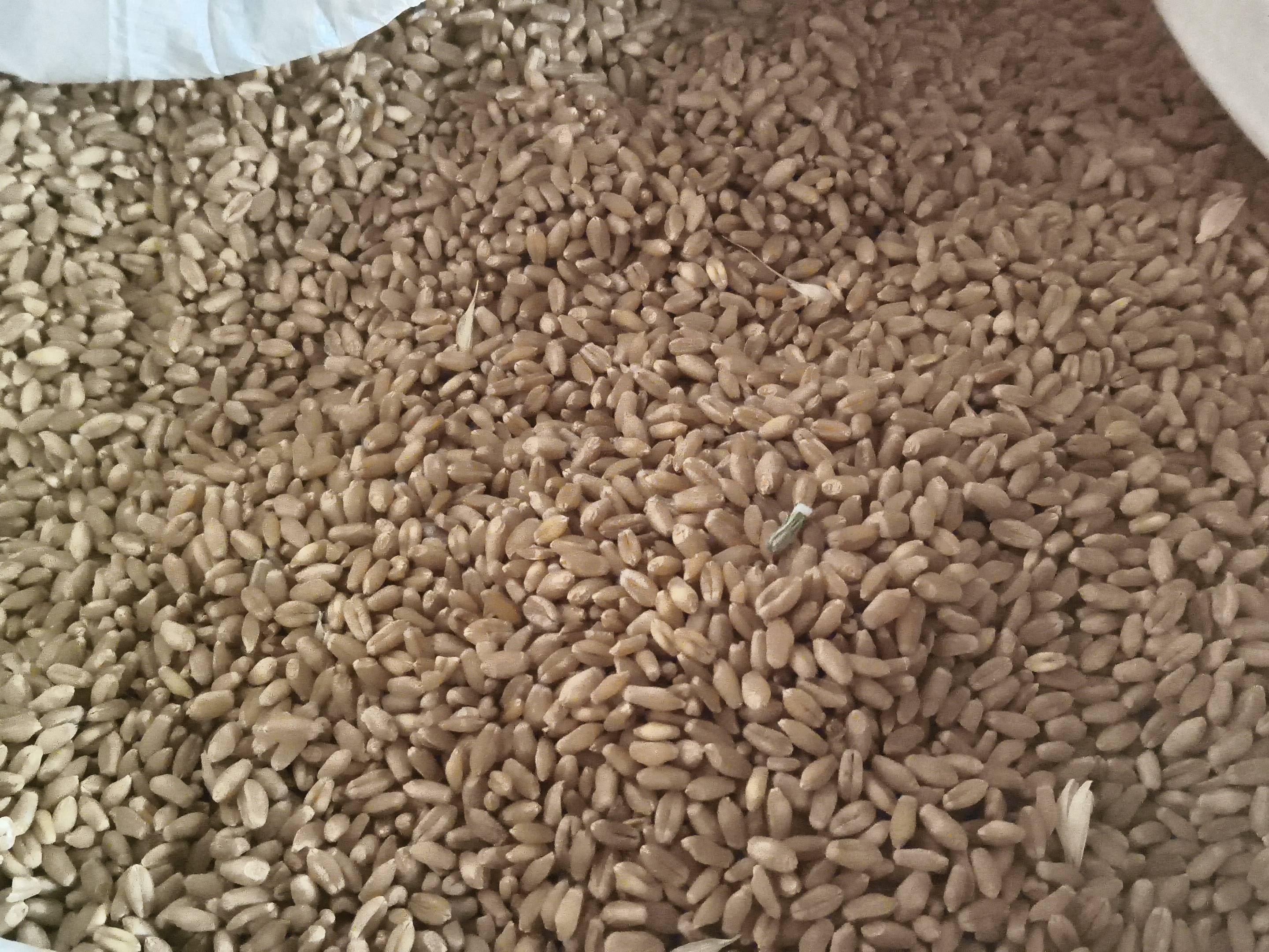 Durum for sale in Sangli, Maharashtra