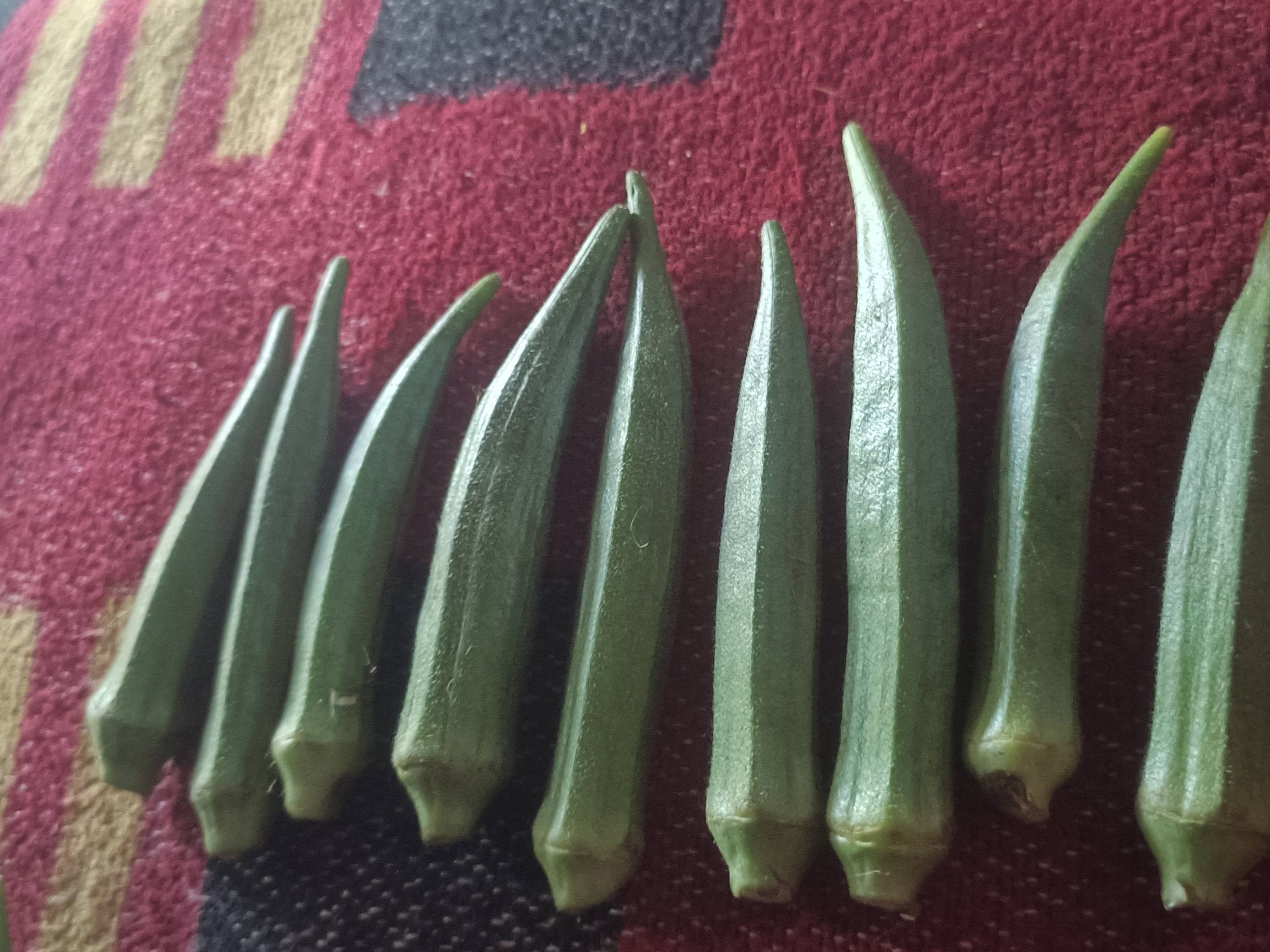 Arka Anamika बिक्री के लिए, जालना, महाराष्ट्र