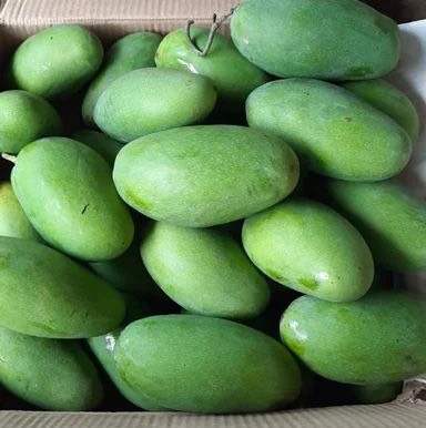 Dasheri for sale in Lucknow, Uttar Pradesh