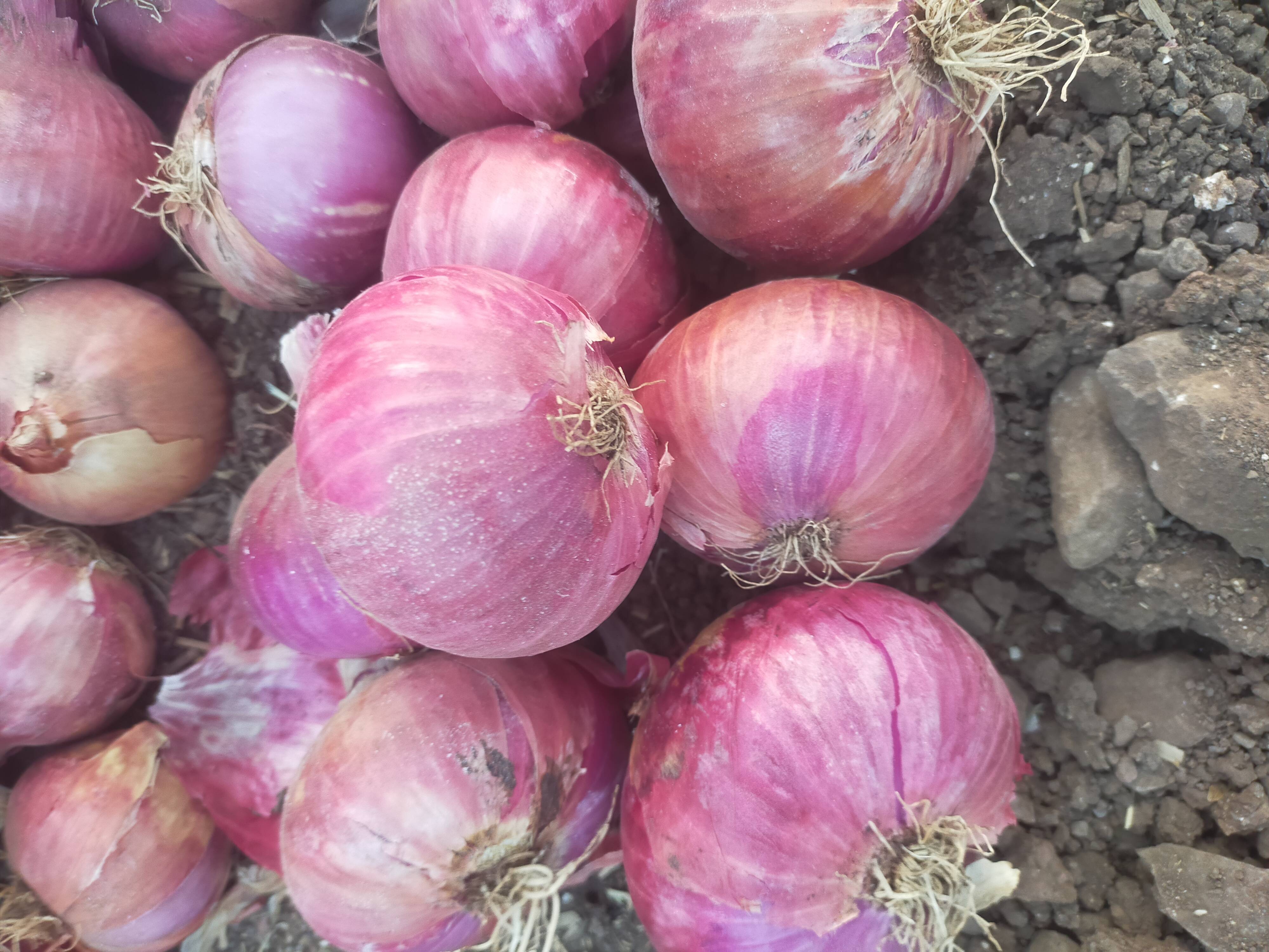 Red Onion for sale in Solapur, Maharashtra