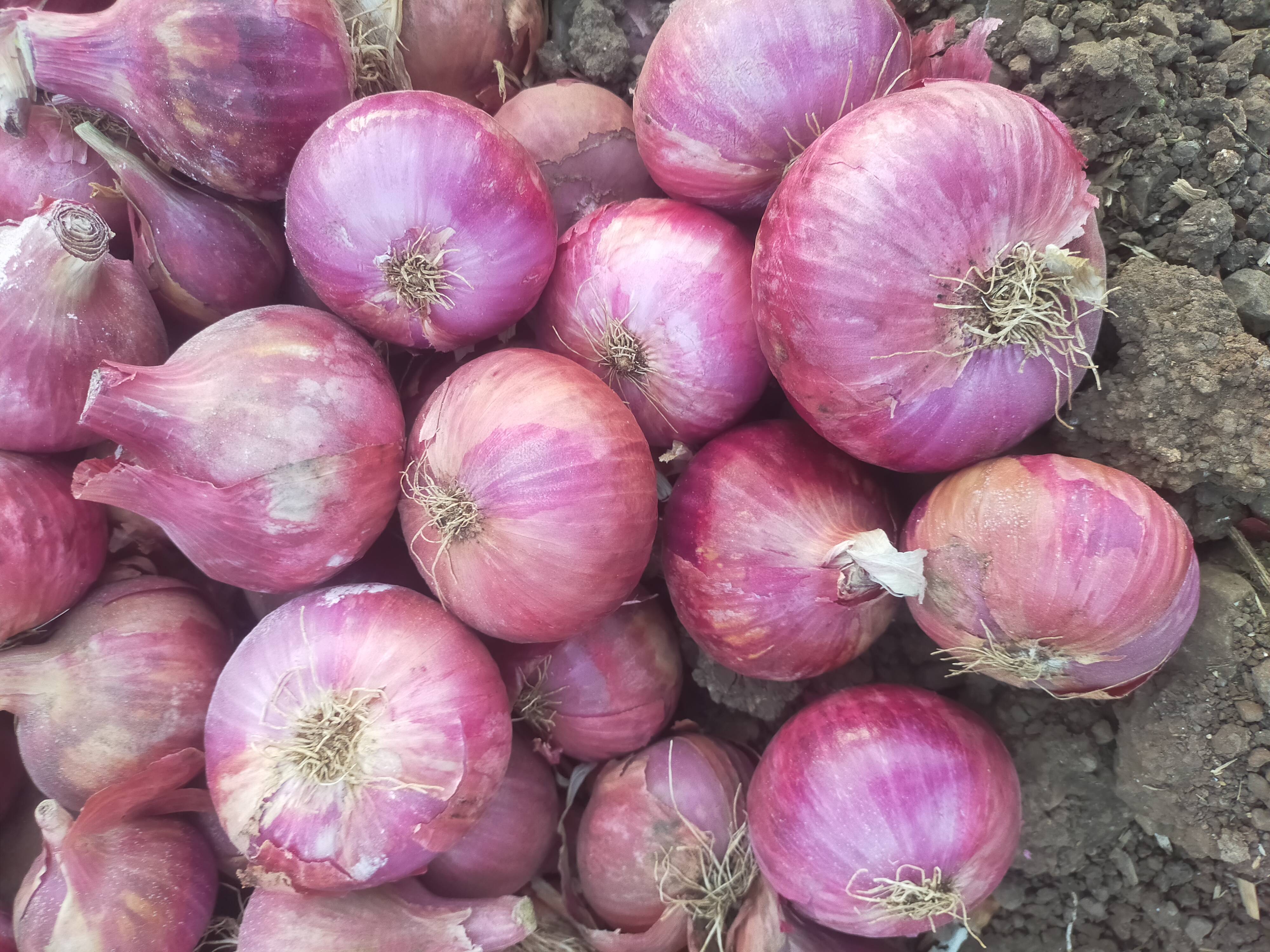 Red Onion for sale in Solapur, Maharashtra