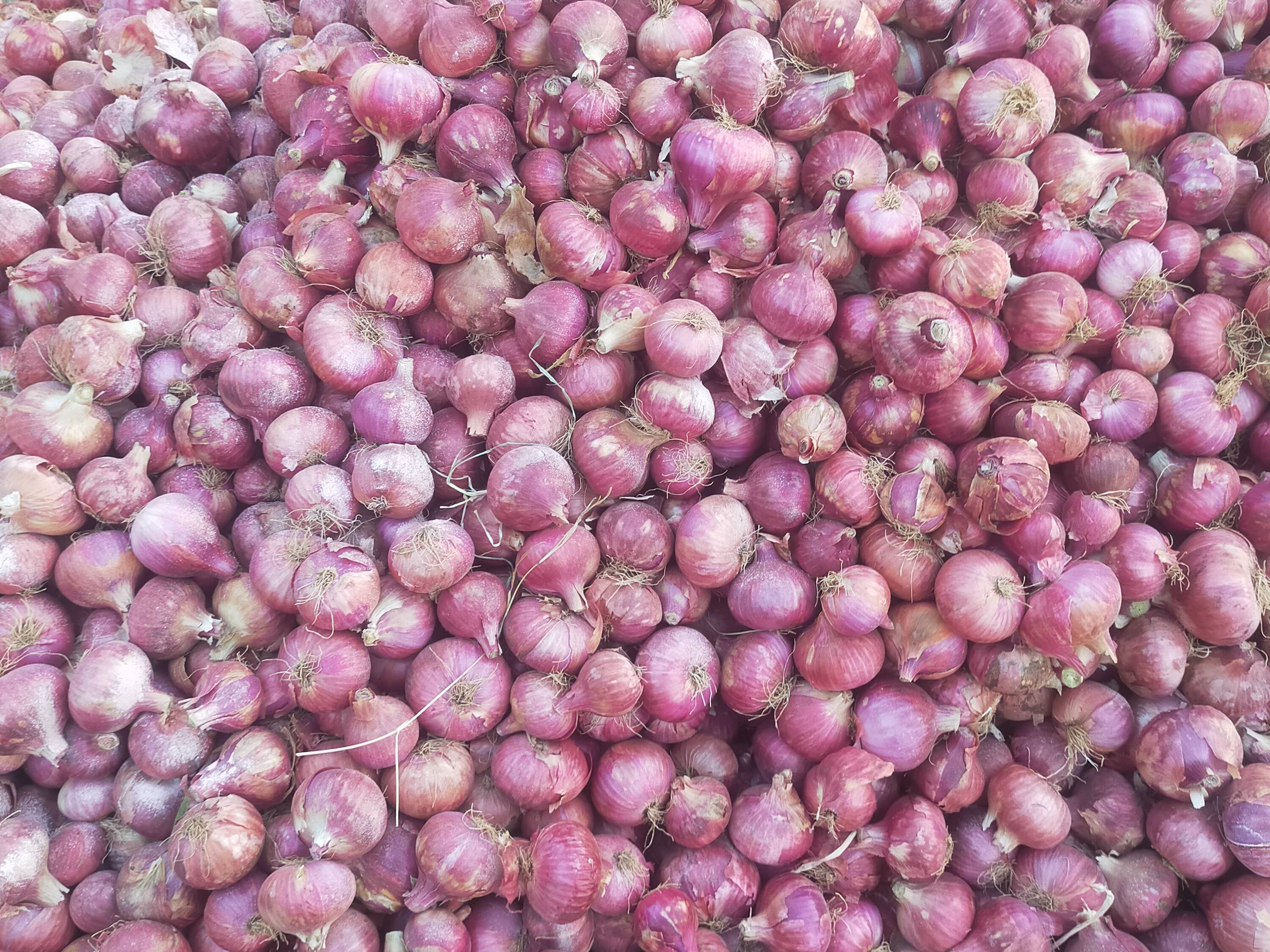Red Onion for sale in Solapur, Maharashtra