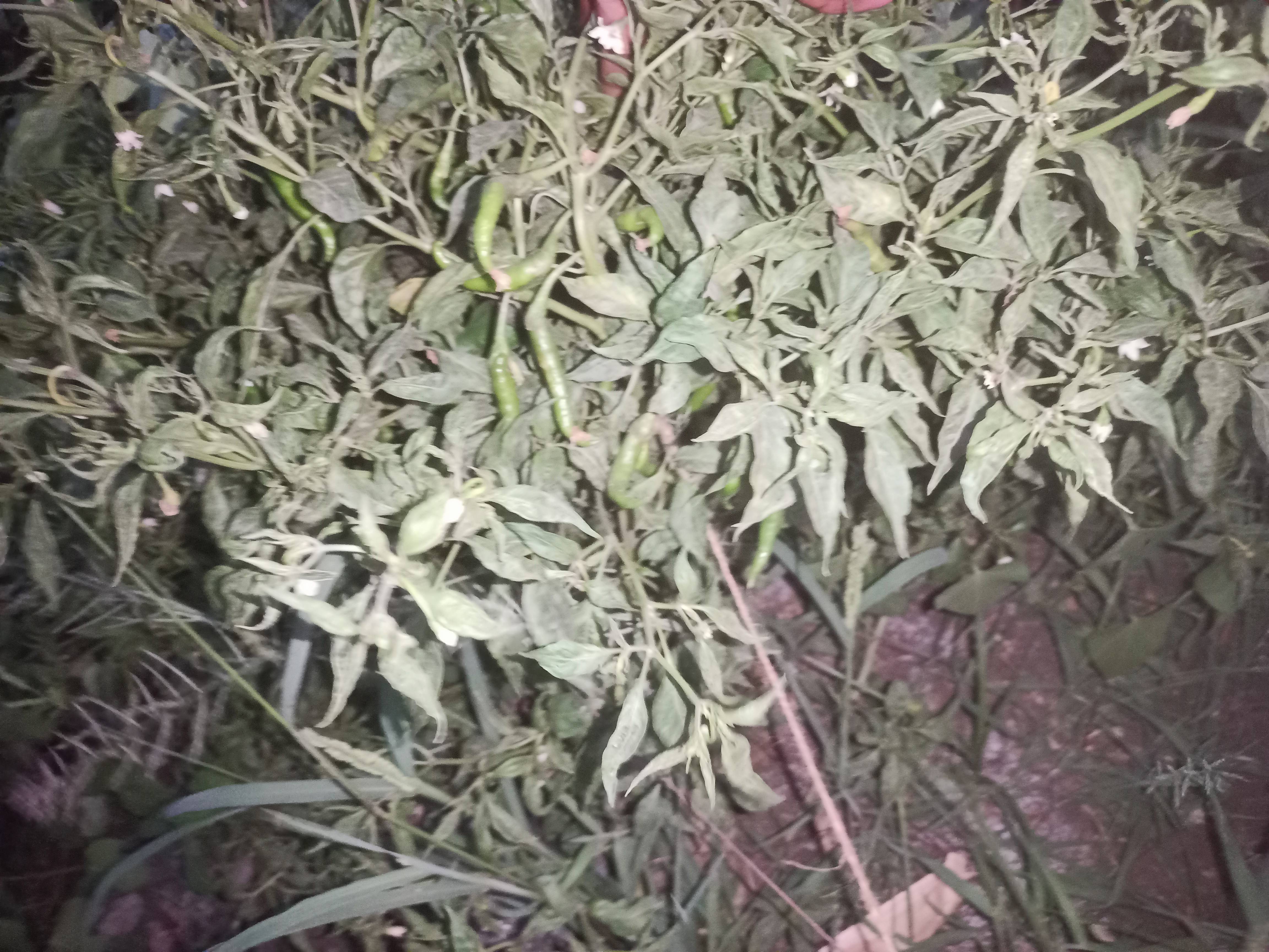 Green Chilli for sale in Pune, Maharashtra