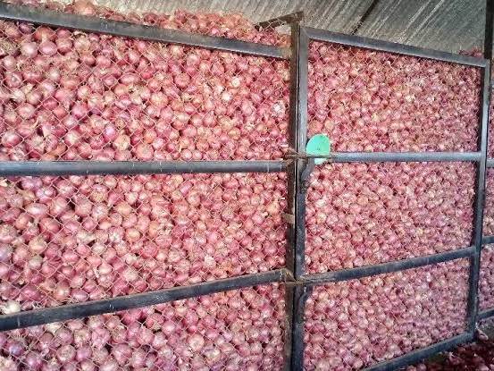 कांदा Red Onion