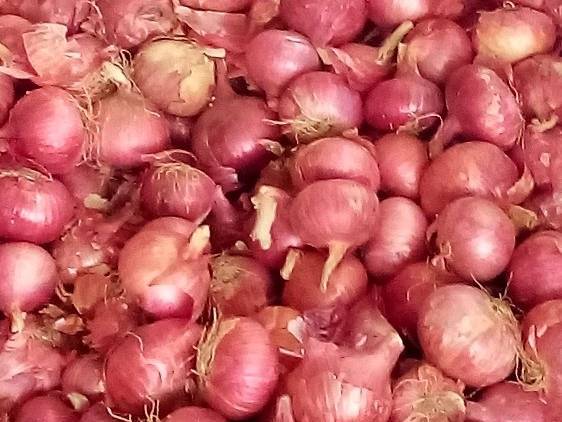 Red Onion for sale in Nashik, Maharashtra