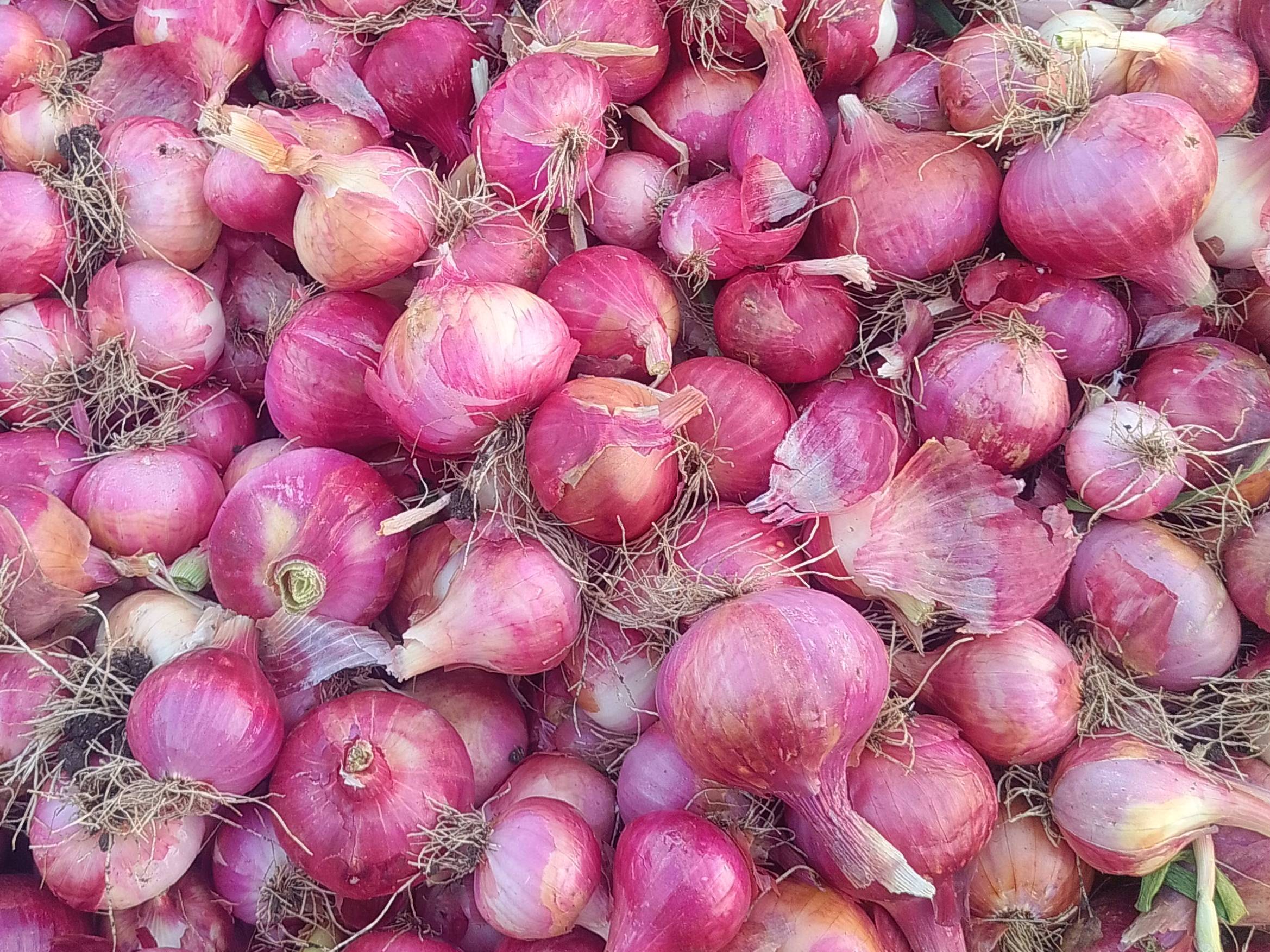 Red Onion विक्रीसाठी, महाराष्ट्र