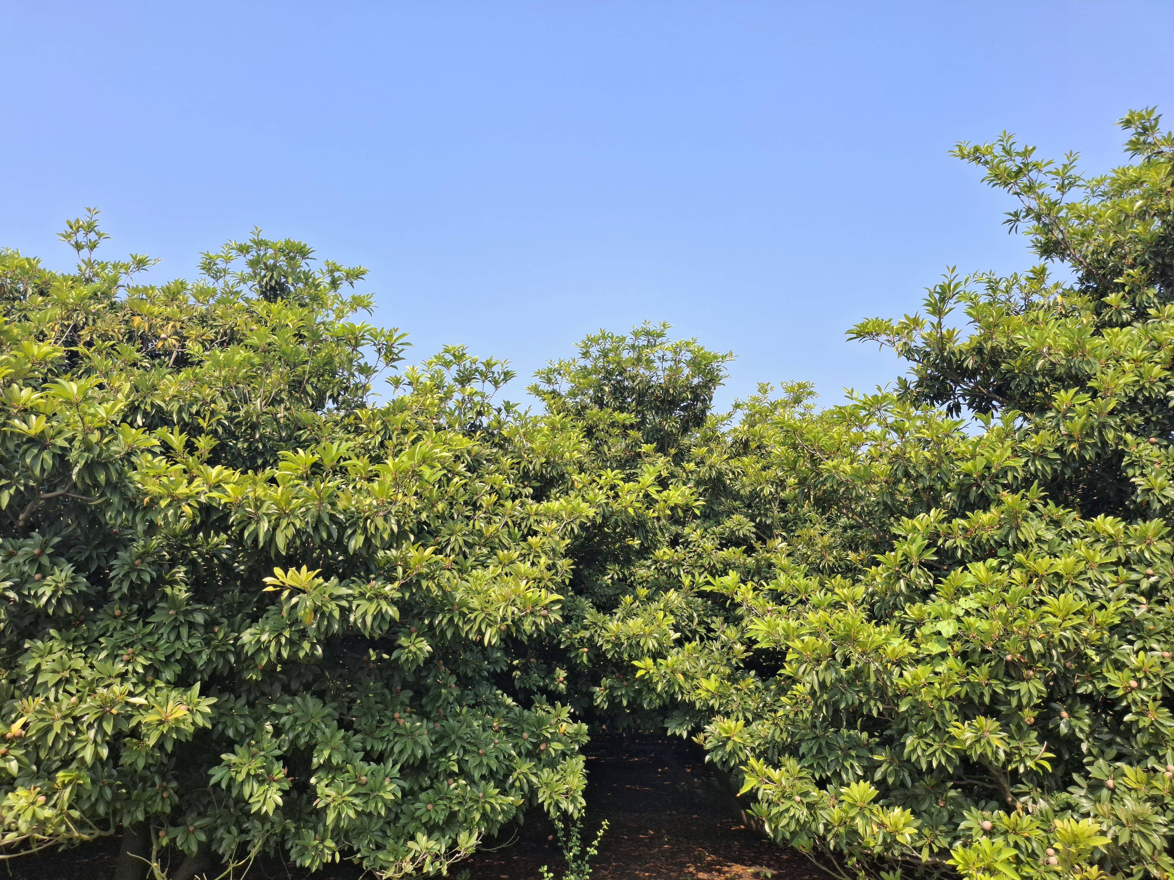 Kalipatti विक्रीसाठी, परभणी, महाराष्ट्र