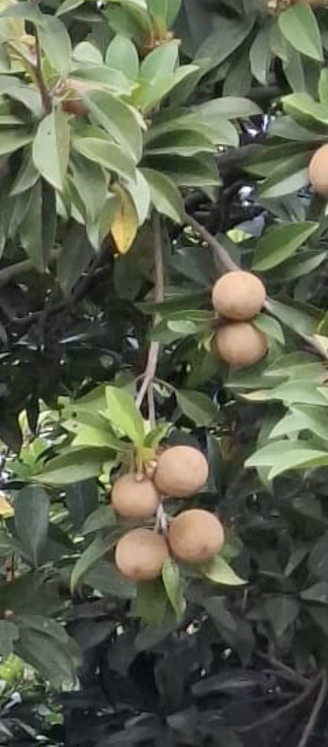 Chikoo (sapodilla) Kalipatti