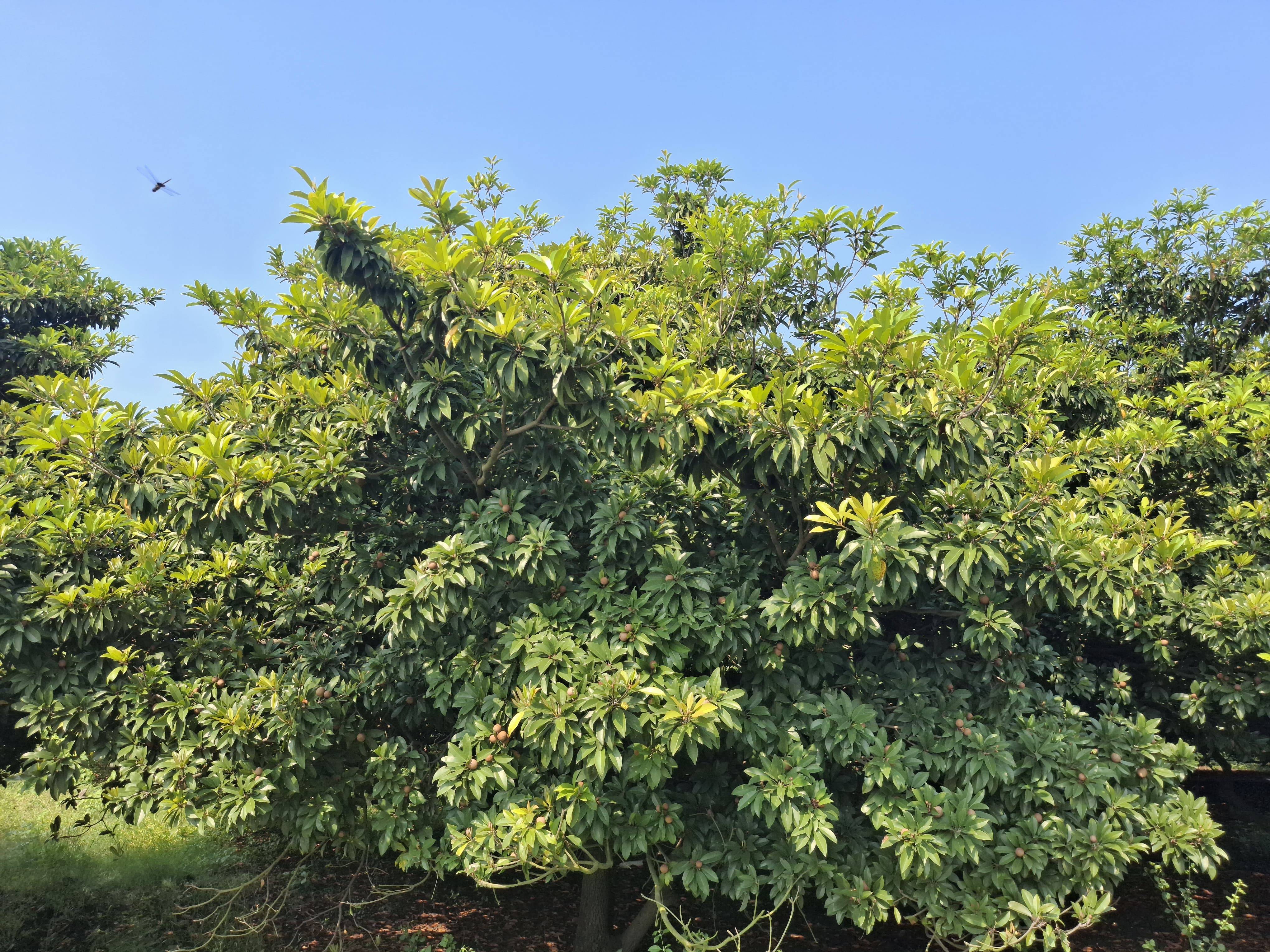 Kalipatti विक्रीसाठी, परभणी, महाराष्ट्र