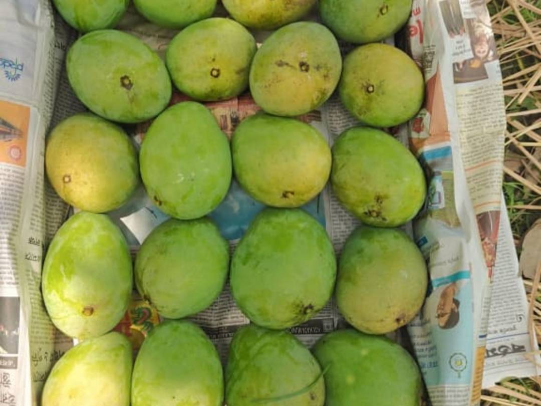 Langra विक्रीसाठी, मालदा, पश्चिम बंगाल