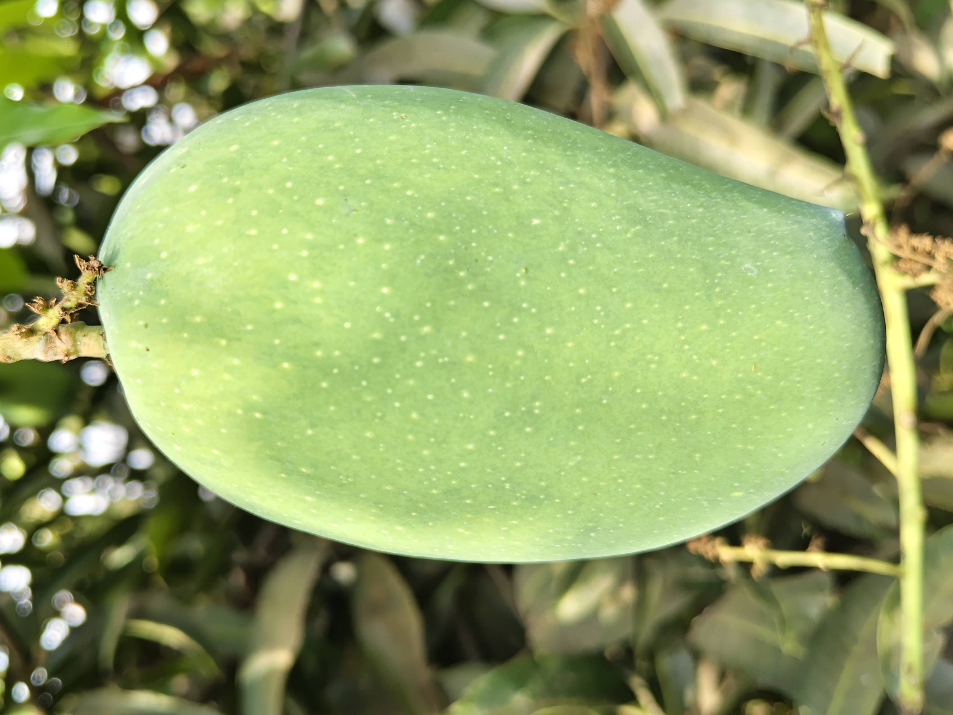Kesar बिक्री के लिए, नासिक, महाराष्ट्र